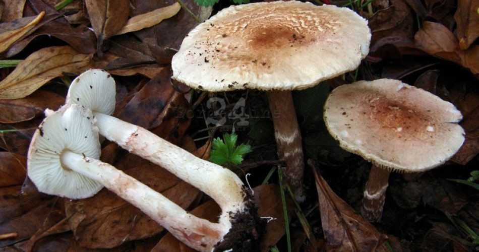 Lepiota