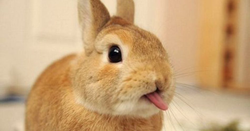 linguaccia coniglio