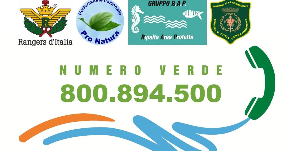 Logo Numero Verde