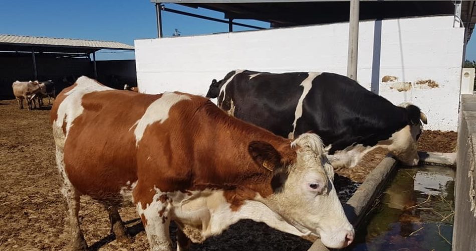 Mucche latte allevamento zootecnia