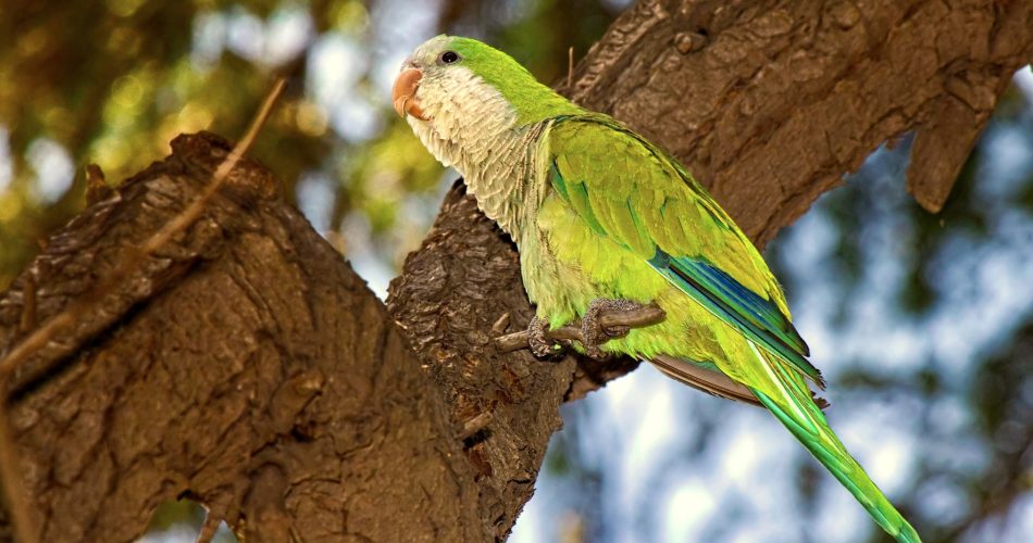 foto wikimedia - luigi mancini