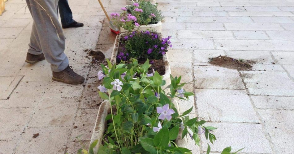 Piantine risistemate