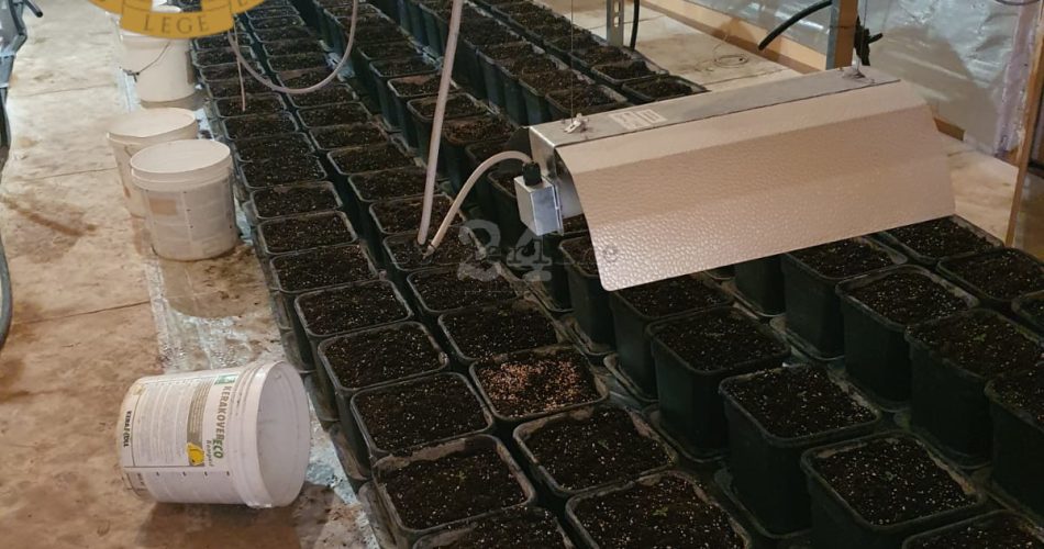 Produzione marijuana