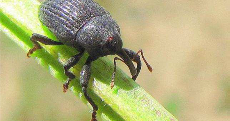 foto da comunicato Legambiente: tratta dal servizio fitosanitario della Regione Toscana