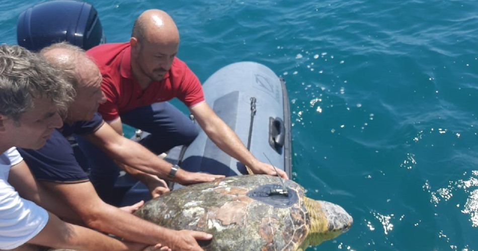 Rilascio in mare tartaruga LIFE