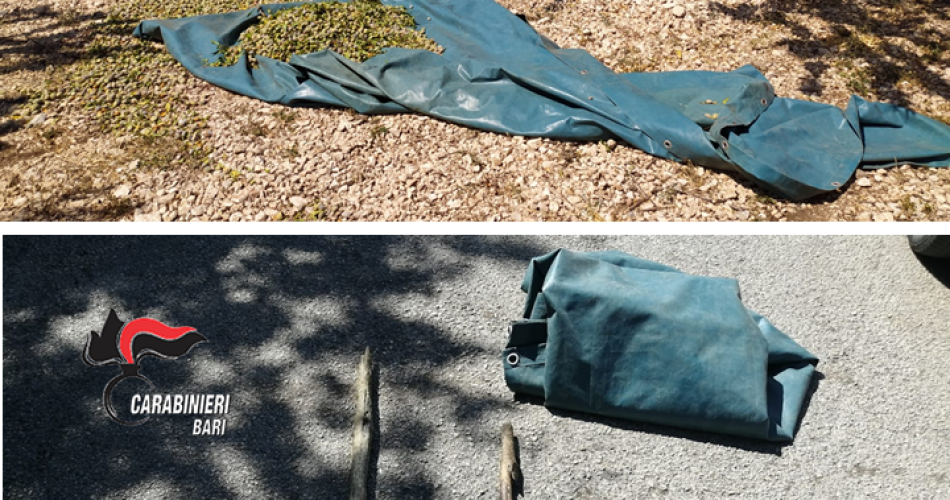 Ruvo di Puglia. arresti furto mandorle