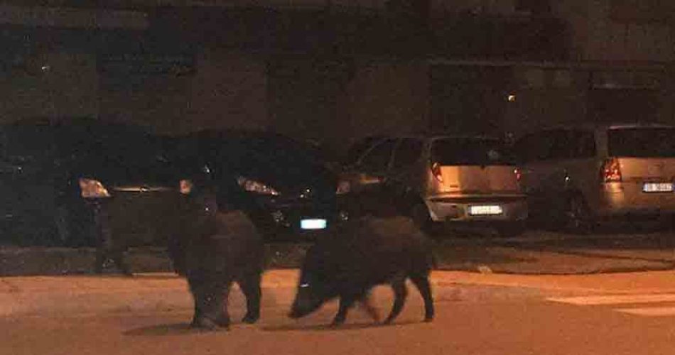 San Paolo invasa dai cinghiali San Paolo invasa dai cinghiali