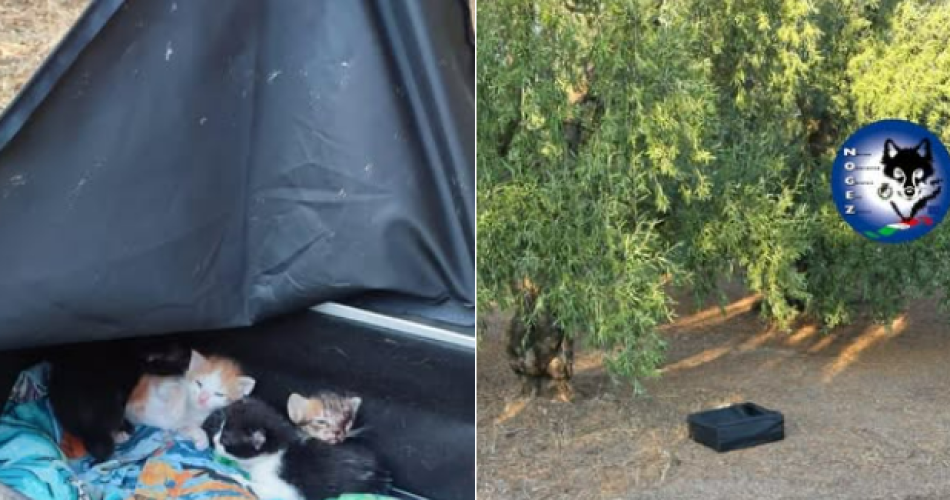 Screenshot 2025-07-30 135659