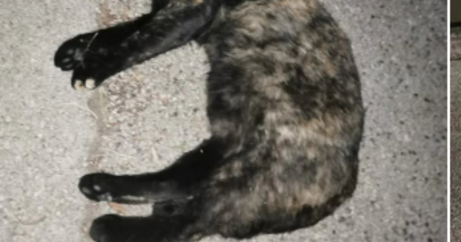 Screenshot 2025-09-05 104519