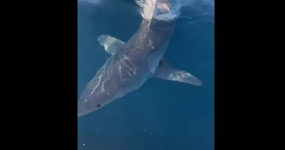 Screenshot 2026-04-27 105135