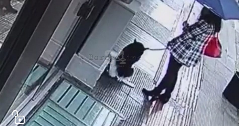 cane escrementi video decaro