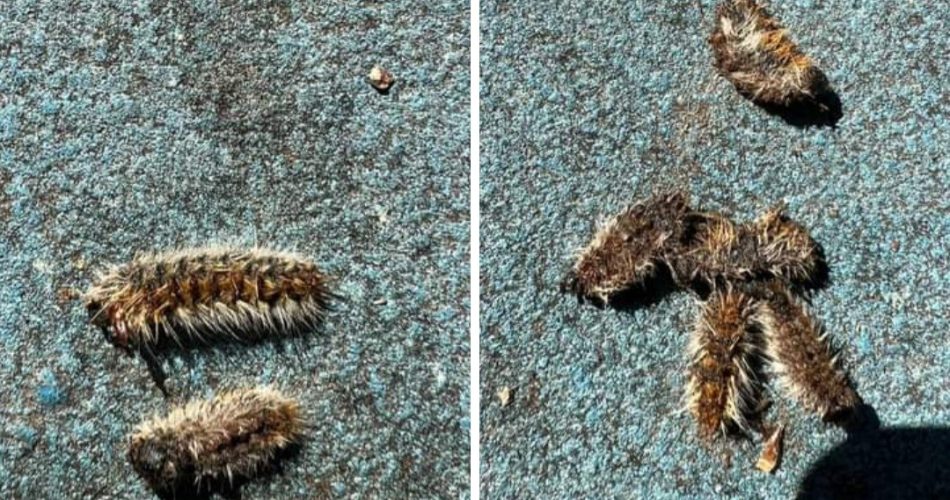 Professionalità foto Facebook