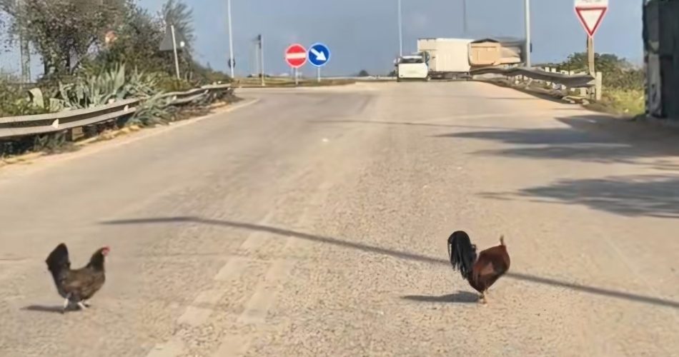 Screenshot_20260306_152357_TikTok