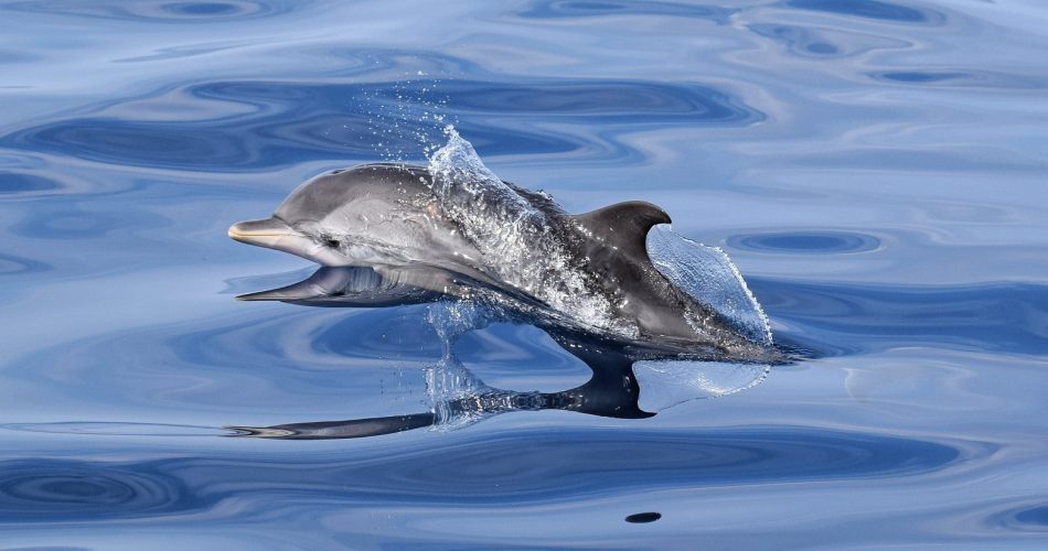 Stenelle delfini “BioTourS”