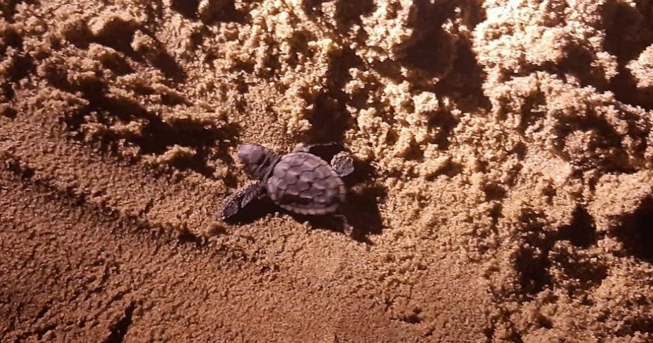 Tartaruga Castellaneta Marina