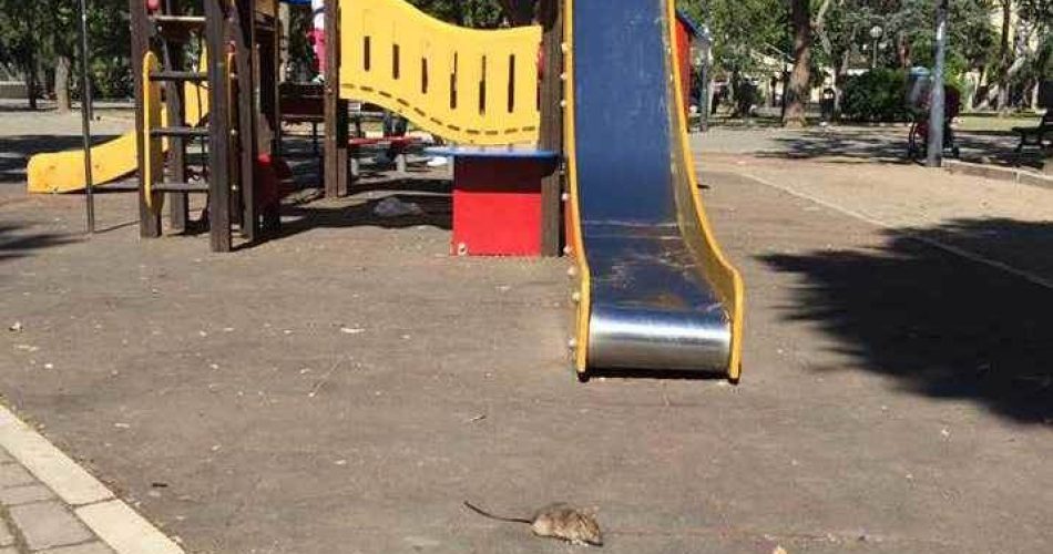 Topi In Piazza Garibaldi