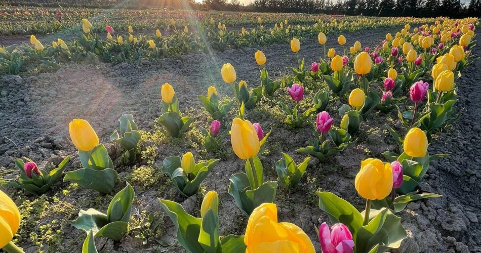 Tulipani-di-Puglia-e1616531406811