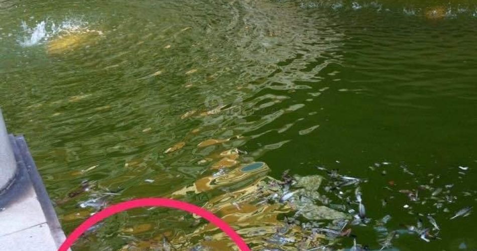 Uccello nella fontana di corso Cavour Uccello nella fontana di corso Cavour