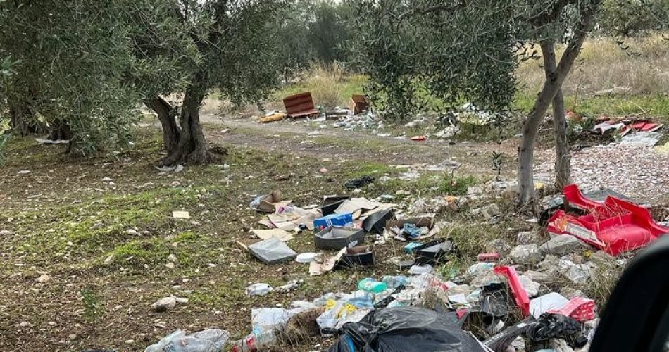 Uliveti Bitonto 2