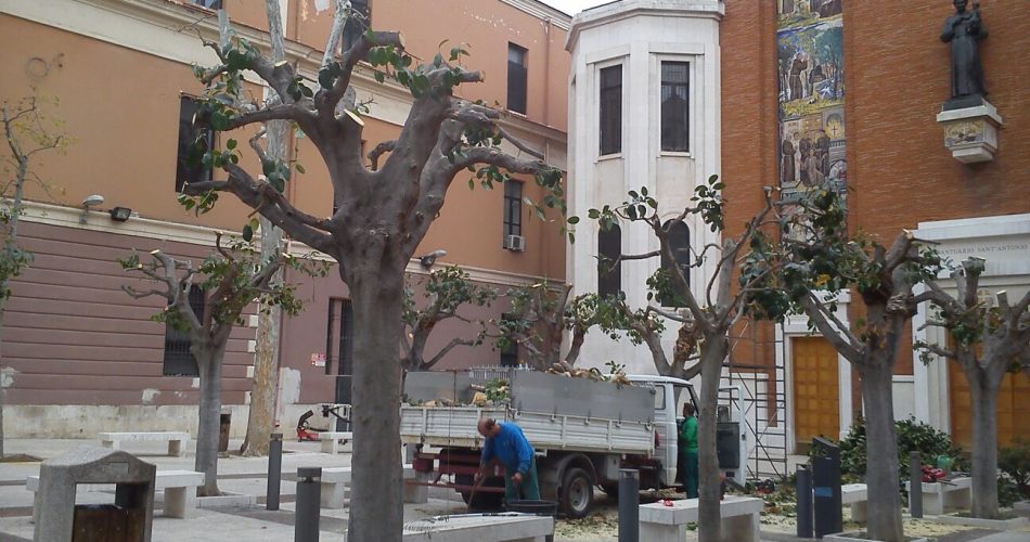 alberi potati in piazza Sant'Antonio