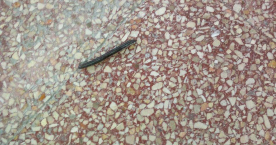 Un millepiedi che scorrazza nell'istituto