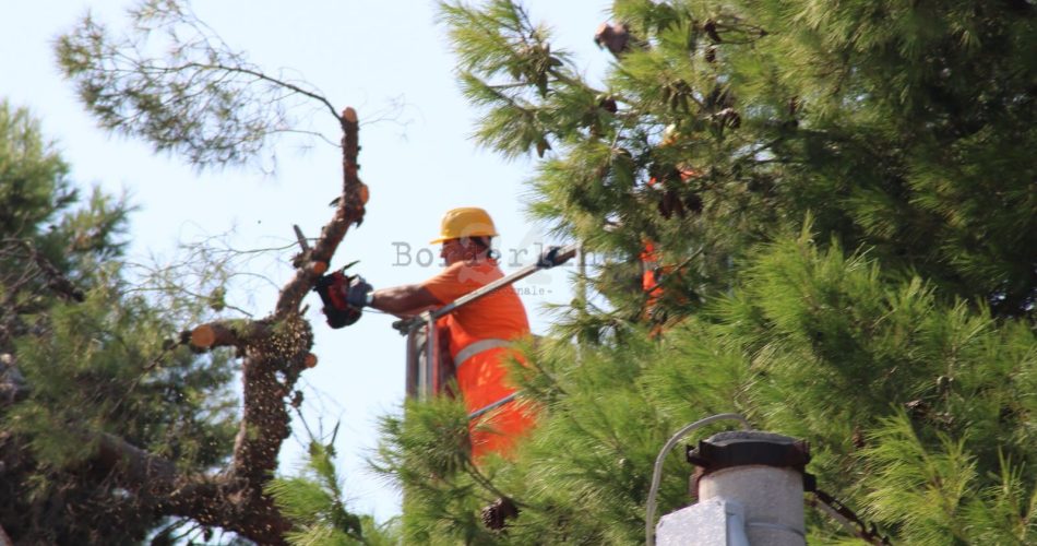 via amendola alberi