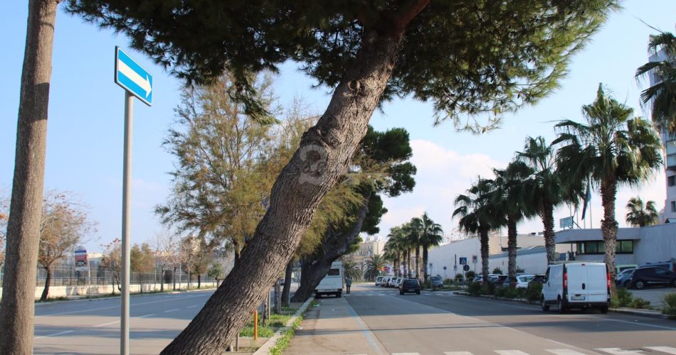 alberi corso vittorio veneto