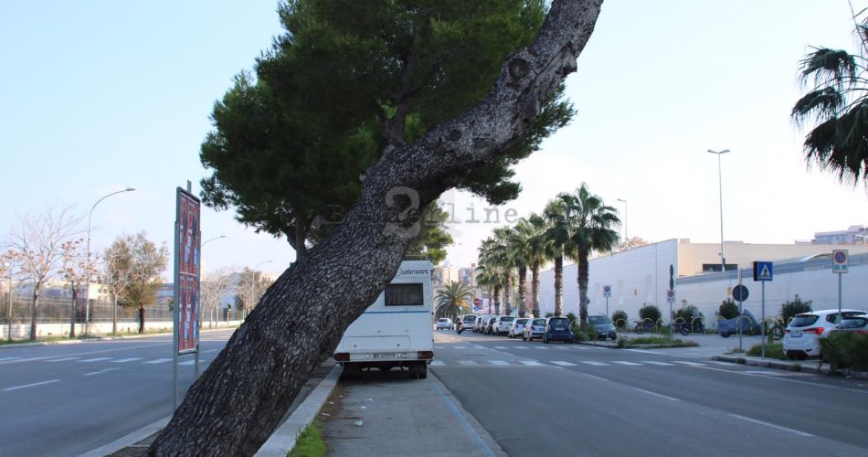 alberi corso vittorio veneto