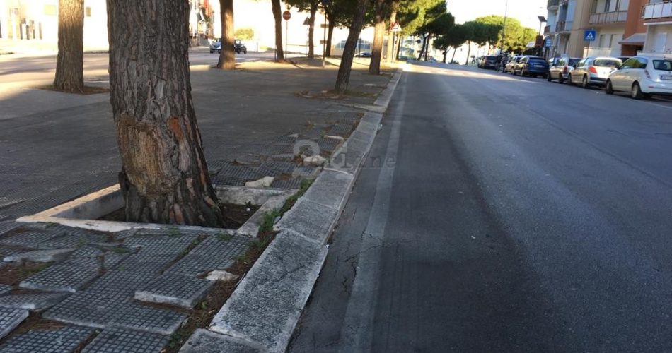viale delle regioni radici dossi