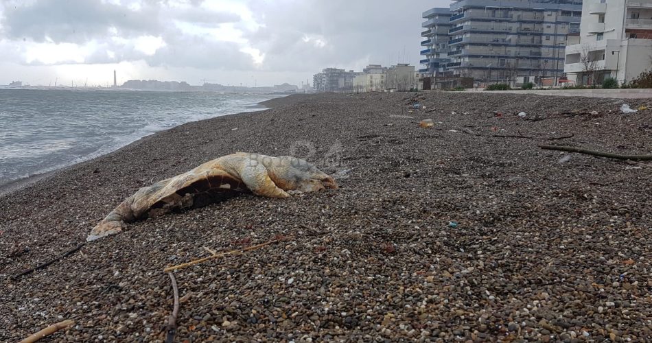 tartaruga san girolamo