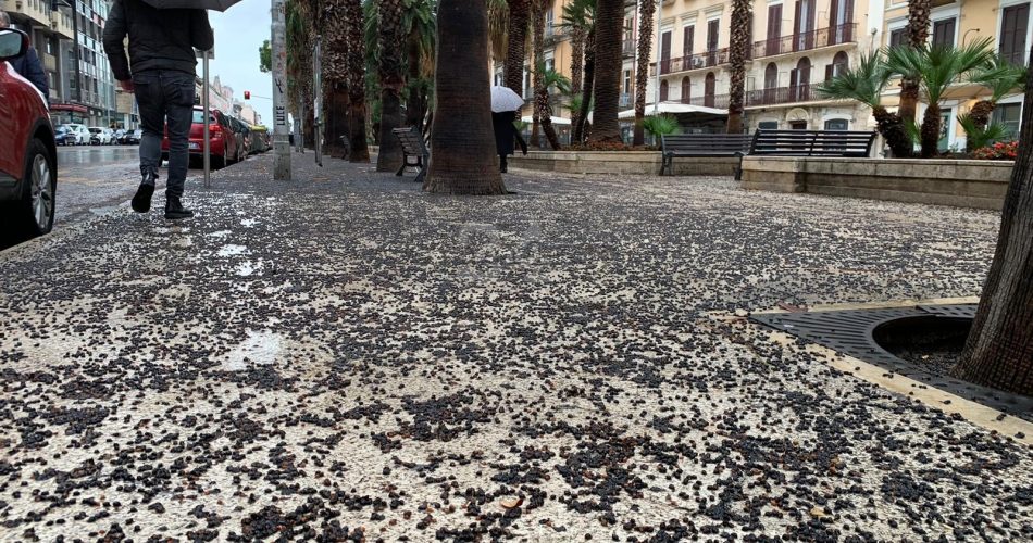 bacche corso emanuele