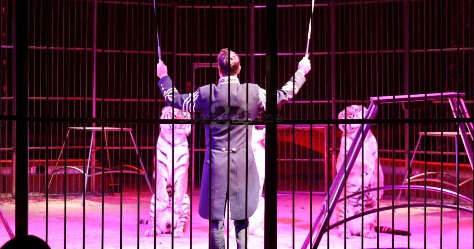 circo animali