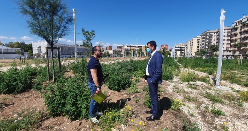 decaro parco rossani