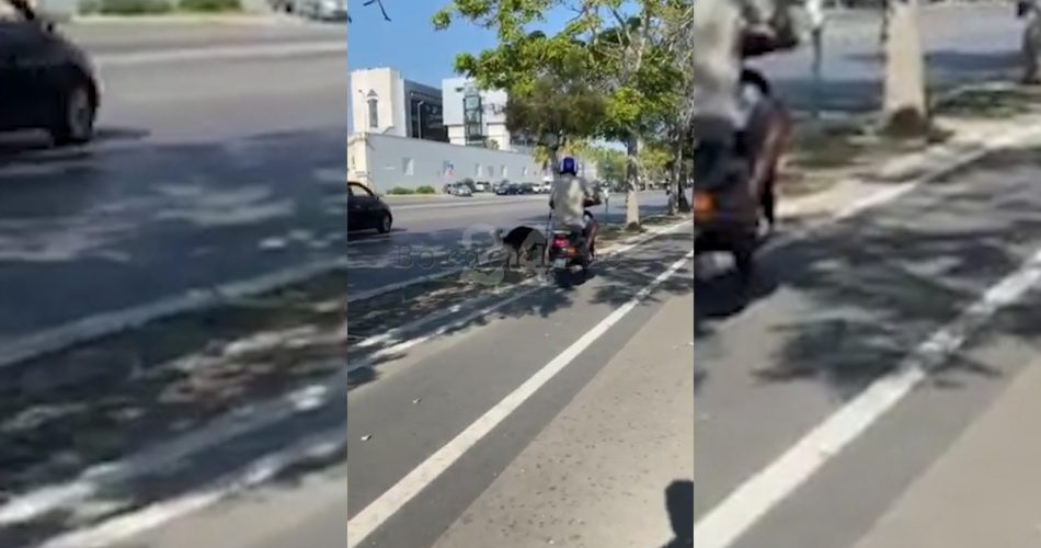 cane passeggio incivile padrone