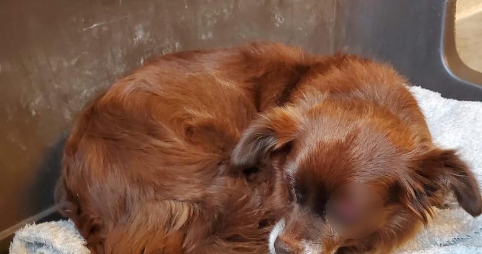 cane abbandonato