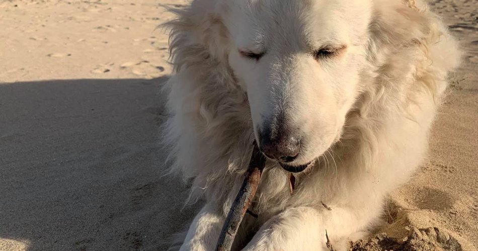 Henry cane San Girolamo