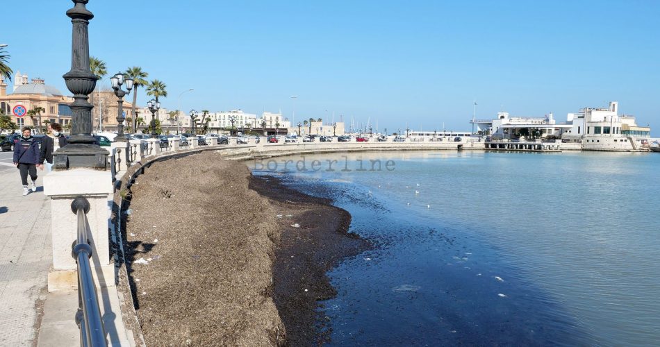 alghe lungomare molo san nicola