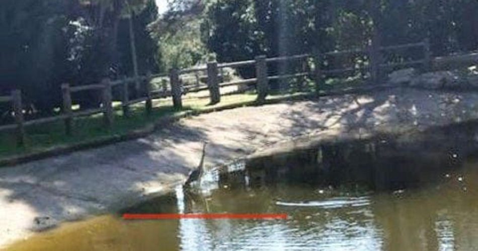 Airone cenerino parco 2 giugno