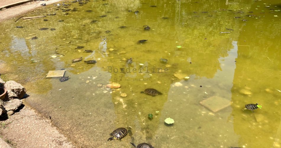 tartarughe parco 2 giugno laghetto