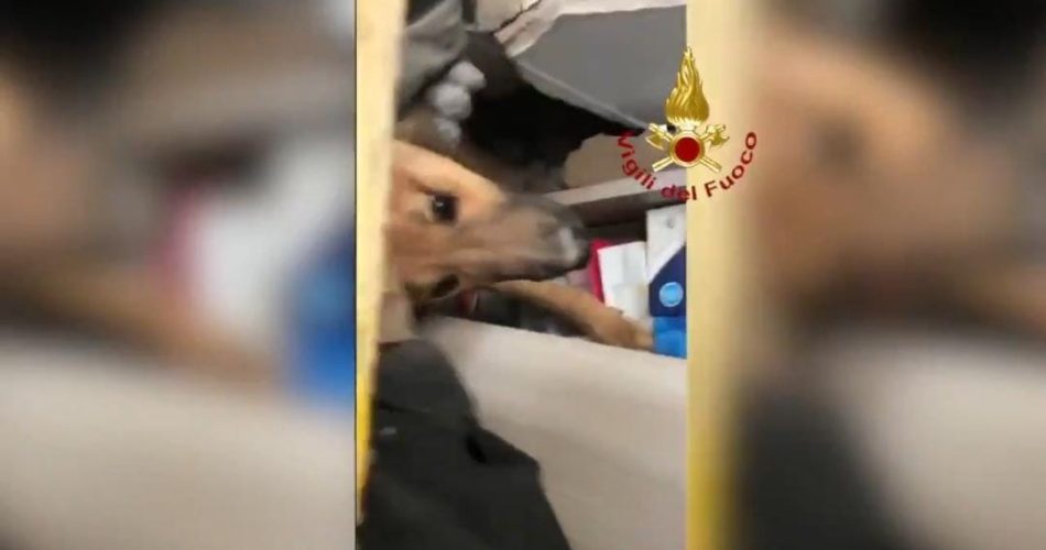 Foto screen video Vigili del Fuoco