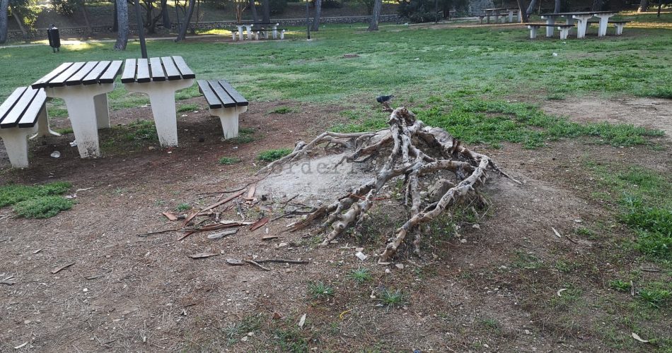 Pineta San Francesco radici