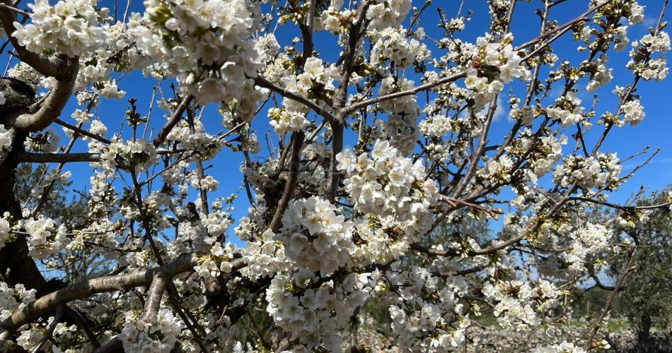 albero alberi in fiore