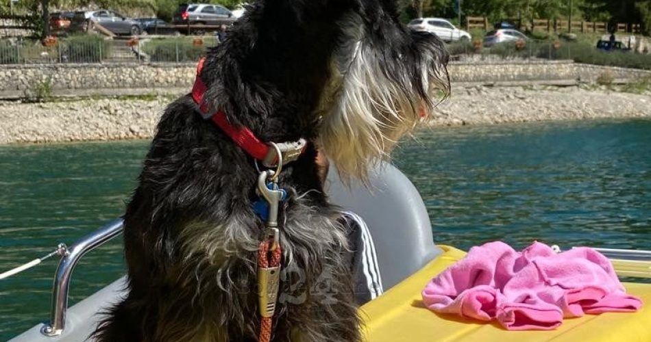 Cane vacanza
