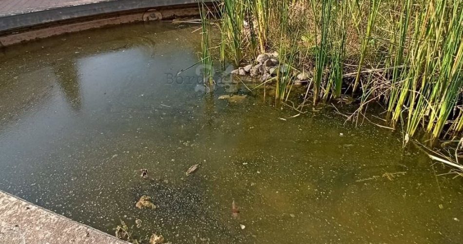 stagno parco aquiloni