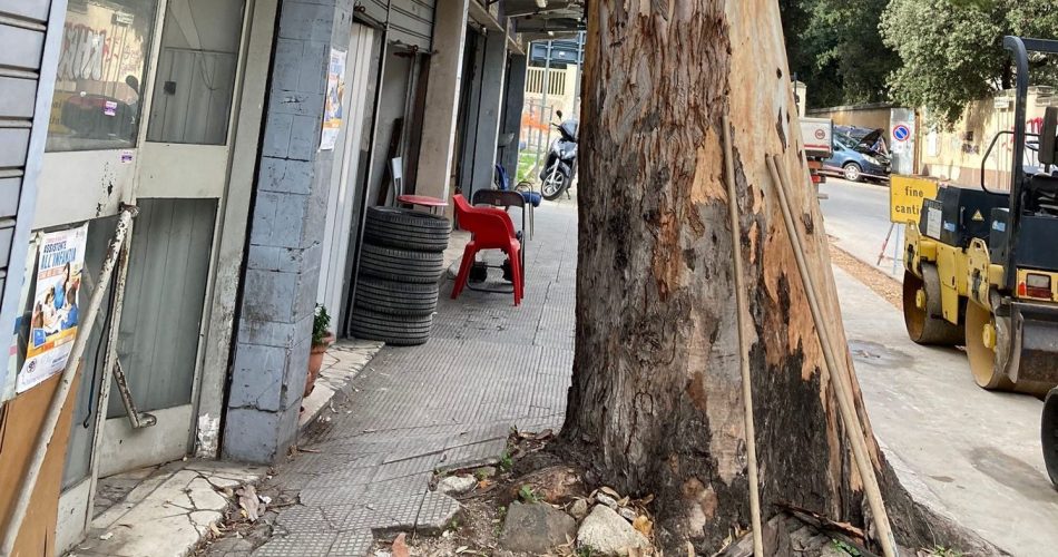 alberi radici negozi carrassi