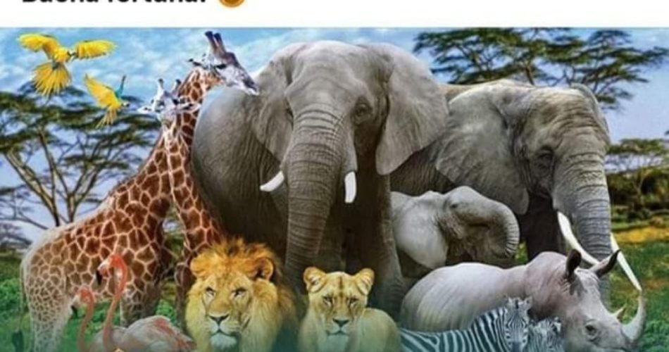 truffa zoo safari
