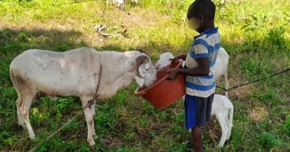 Foto Fruit Forest You