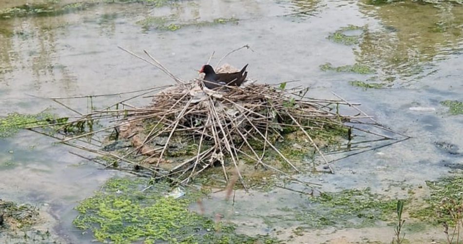 Foto di Alessandro Ferrara