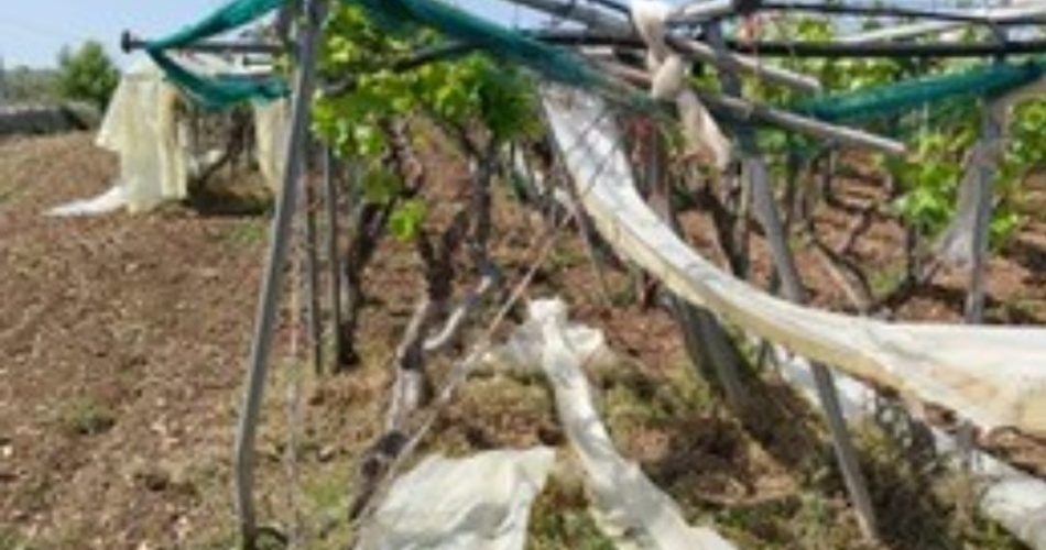 aziende agricole distrutte