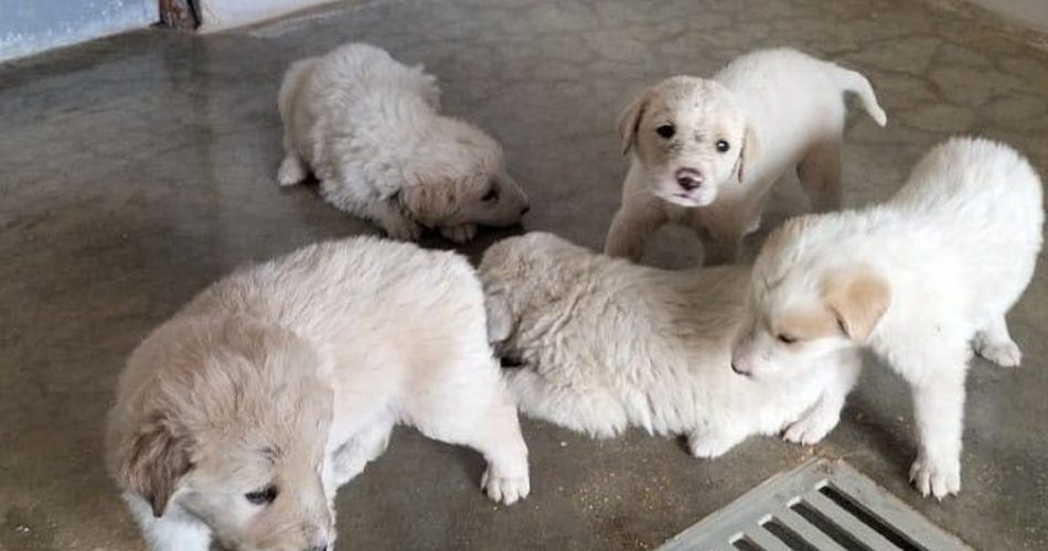 Foto Facebook canile sanitario Bari